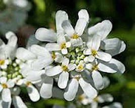 Candytuft, Tall Mix Seeds, 50 Seeds,Beautiful Pink, Lavender, White Flowers - £1.56 GBP