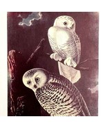 Snowy Owl Bird Lithograph 1950 Audubon Antique Art Print DWP6B - $665.05 MXN