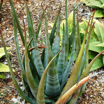 10 seeds Aloe cryptopoda Succulents Garden Plants  - $27.98