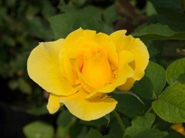 JGBOS Sell Midas Touch Rose Seeds 10 Count~Fragrant~Long Stem~Germination Includ - $8.35