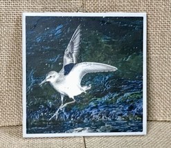 Sanderling Bird Tile Cork Board Back Plaque Nature Wildlife - £5.53 GBP