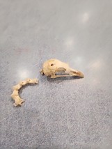 NK63 Golden Pheasant Bird Skull Taxidermy - £19.51 GBP