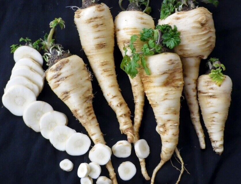 Harris Model Parsnip 100 - 4000 Seeds Heirloom Early good storage Hardy ... - $1.81+