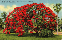 Vintage Postcard  Beautiful Royal Poinciana Tree in Full Bloom in Florida (A14) - £4.60 GBP