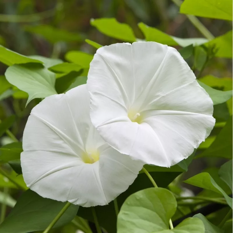 MBK 30 Seeds Morning Glory Pearly Gates Ipomea Flower Annual - $9.45