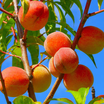 USA Seller Himalayan Peach Seeds Exotic Prunus Mira 3 Seeds Fresh Seeds - $8.00