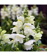 1000 Candy Tops White Snapdragon Seeds - $157.68 MXN