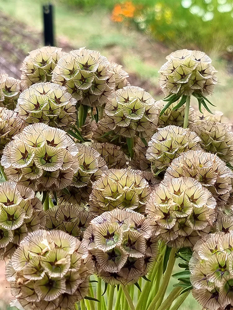 From US 50 pcs Green Sage Scabiosa stellata Seeds Ground Cover - £7.81 GBP