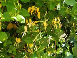 Item image 1 image 1