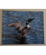 Beautiful Photo of a Loon Taking flight 8x10 photo, Wildlife Photography - $36.42 CAD