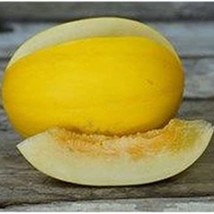 New 10 Spanish Amarillo Oro melon seeds Sweet Juicy Grown/Harvested Spec... - $10.95