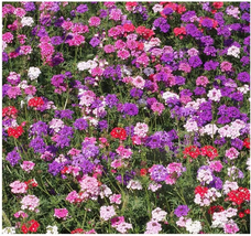 Moss Verbena - Ground Cover - Mixed Colors for Zones 6-10 - 3300 Seeds - £14.62 GBP