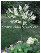 30 Seeds Climbing White Hydrangea Flores Hydrangea Flowers Garden Beautiful - £4.65 GBP