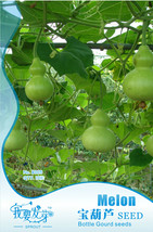 PWO Fresh 10 Original Packs, 10 Seeds / Pack, PWO Fresh Corade Gourd Seeds Edibl - £12.69 GBP