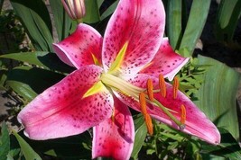 (1) 14cm Live Flower Plant Bulb Lilium Orientalis ~ Stargazer Red Pink White - £15.02 GBP