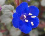 2000 Cali Desert Bluebell Seeds  Fast Borders Pavers Rock Garden Flower ... - £7.22 GBP
