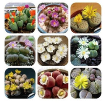 60 Seeds, 9 Types Mix Lithops Plants, Nice Pebble Living Stones Succulent - £23.89 GBP