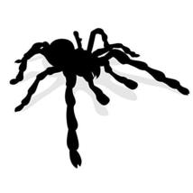Giant Spider Vinyl Wall Decal - 35.7&quot; wide x 27.8&quot; tall - £38.62 GBP