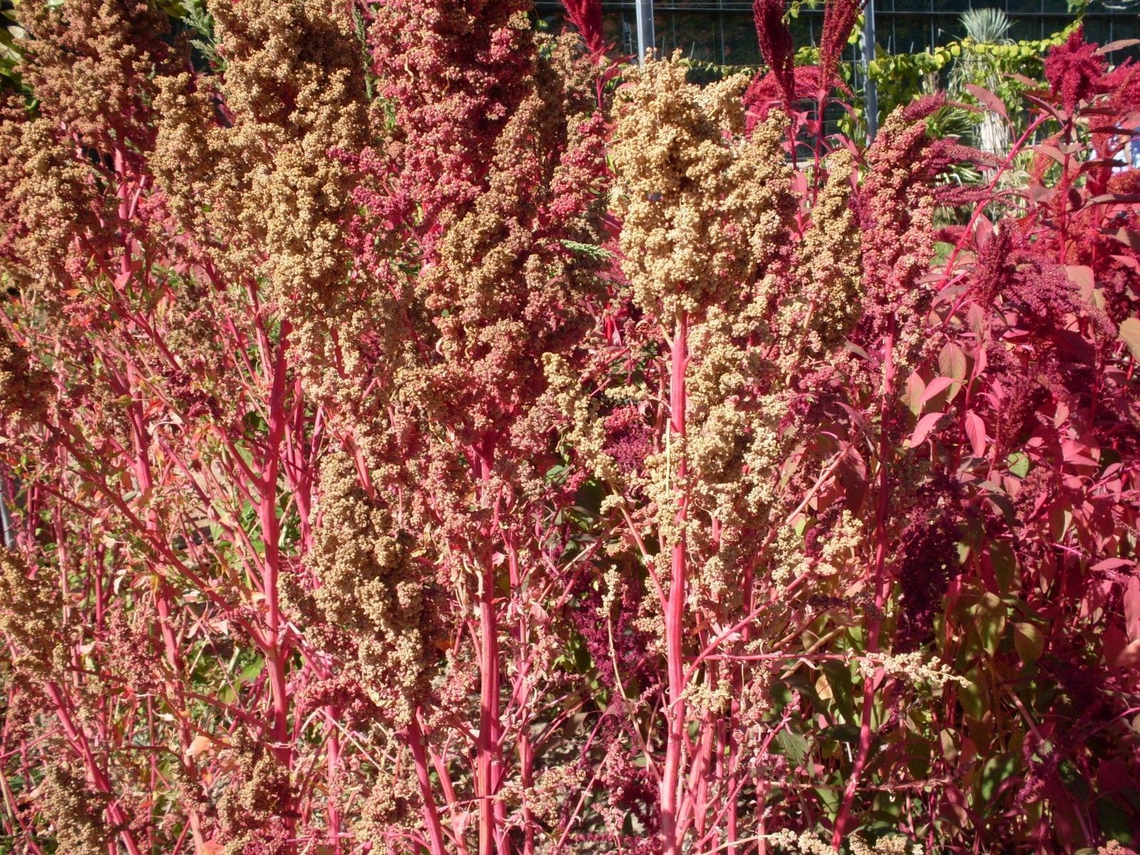 SHIPPED FROM US 100 Organic Cherry Vanilla Quinoa Vegetable Seeds, LC03 - $15.00