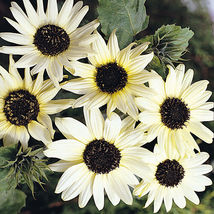Fresh Italian White Sunflower Seeds 50+ Helianthus Debilis Flower  - $4.00