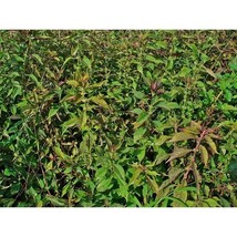 Pure Herbs: Bugleweed - 4 oz. (Natural Herbal Extracts) image 3