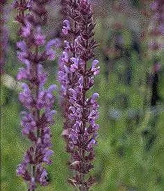 Salvia (Sage) nemorosa-sylvestris Amethyst Blue 2,000 seeds - £25.99 GBP