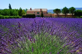 SMR Lavender Vera English Wild Lavandula Angustifolia Fresh Garden - $13.53
