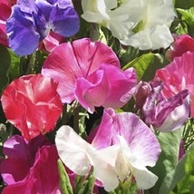 50 Sweet Pea Seeds Villa Roma Mix Sweet Pea Seeds Fresh Garden USA SELLER - £17.87 GBP