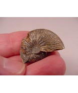 (F424-A) 1-1/8&quot; Ammonite fossil ammonites extinct marine molluscs shell ... - $10.39