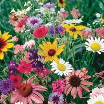 200+ Cutflower Wildflower Mix Seeds Colorful Mixture 19 Species - £9.96 GBP