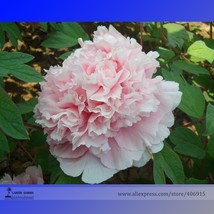 Ruan Yu Wen Xiang Pink Peony Subshrub Flower Seeds Pack 5 Seeds Light Fragrant F - $5.46