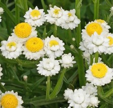 50 Ammobium Winged Everlasting Seeds New Fresh Seeds USA - £6.77 GBP