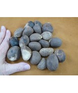 (tn-41) 1 pound natural Tagua Nut whole nuts craft Carving Dried plain u... - $51.13 CAD