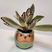 Owl Planter with Succulent, Panda Plant, Kalanchoe Tomentosa, Bird Plant Pot image 3