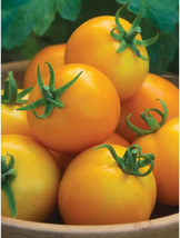 GIB 50 Seeds Easy To Grow Solar Power Tomato Hybrid Vegetable Tomatoe - $9.00