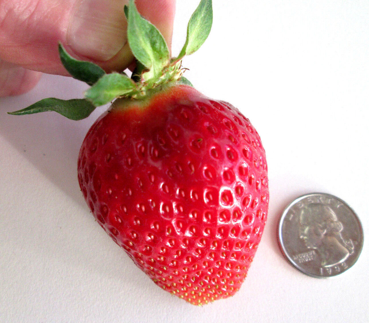 Primary image for 10 PUGET CRIMSON STRAWBERRY PLANTS BARE ROOT  Large Berry Best Flavor High Yield