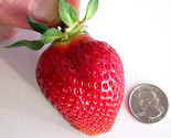 10 PUGET CRIMSON STRAWBERRY PLANTS BARE ROOT  Large Berry Best Flavor Hi... - $19.75