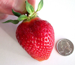 10 PUGET CRIMSON STRAWBERRY PLANTS BARE ROOT  Large Berry Best Flavor Hi... - £15.53 GBP