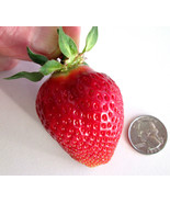 10 PUGET CRIMSON STRAWBERRY PLANTS BARE ROOT  Large Berry Best Flavor High Yield - £15.46 GBP