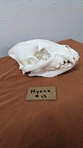 Large Hyena Complete Skull Taxidermy 11” Long - £1,199.03 GBP
