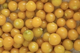 Golden Berry | aka Peruvian Ground Cherry | Cape Gooseberry | Heirloom FRESH - £9.36 GBP