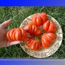 Mexican Silly Tomato Seeds Pack 100 Seeds Tasty Sweet Vegetables #Nf955 Garden B - £9.05 GBP