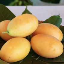 Mango ( Manglifera ) Tropical Fruit Trees 20 Trees - £119.41 GBP