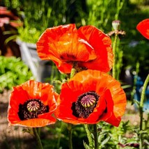 LWSTORE Poppy Prince Of Orange Red Flowers Oriental Perennial Poppies Non Gmo500 - £7.03 GBP