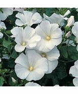 50 SEEDS ROSE MALLOW LAVATERA TRIMESTRIS MONT BLANC HEIRLOOM SEEDS FOR Q... - $8.35