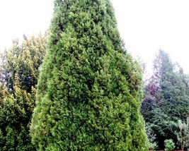 Juniperus Virginiana (Eastern Red Cedar) 30 seeds - £1.26 GBP