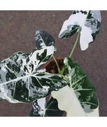 Alocasia Frydek Albo Live Plant Bulbs Variegated Rare Tropical Organic I... - $13.99+