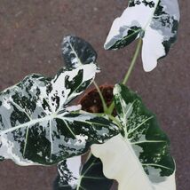 Alocasia Frydek Albo Live Plant Bulbs Variegated Rare Tropical Organic I... - $13.99+