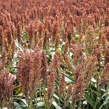 70 Sugar Drip Sorghum Amber Cane Grain Sweet Syrup Vegetable Seeds New Fresh See - $14.90