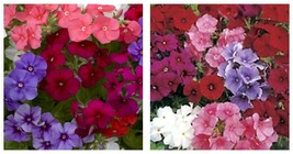 400 seeds Phlox-Mixed Colors- (Drummondii Compacta) Seeds Fresh Garden Seeds - £17.57 GBP